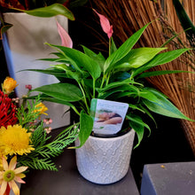Load image into Gallery viewer, Pink Lili Anthurium Plant in White Ceramic Pot - Blanc Flowers