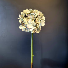 Load image into Gallery viewer, Silk Flowers Individual Stems