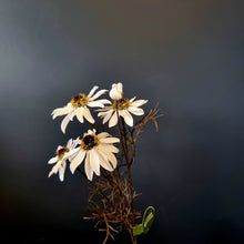 Load image into Gallery viewer, Silk Flowers Individual Stems