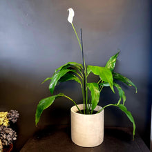 Load image into Gallery viewer, Peace Lily in pot