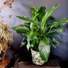 Load image into Gallery viewer, Peace Lily in pot
