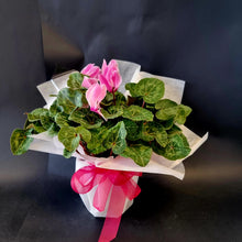 Load image into Gallery viewer, Pink Cyclamen Plant Gift Wrapped - Blanc Flowers