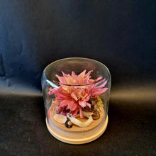 Load image into Gallery viewer, Preserved Pink Dahlia with seashells in a medium glass dome - Blanc Flowers