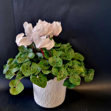 Load image into Gallery viewer, Potted White Cyclamen Plant - Blanc Flowers