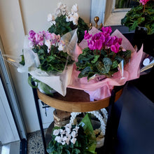 Load image into Gallery viewer, Cyclamen