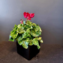 Load image into Gallery viewer, Cyclamen