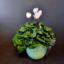 Load image into Gallery viewer, Cyclamen