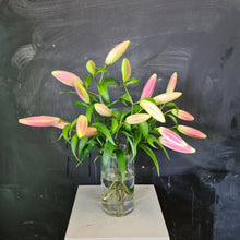 Load image into Gallery viewer, Bunch of pink Oriental Lilies flowers still closed. Regular size.
