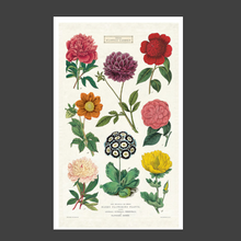 Load image into Gallery viewer, Cavallini &amp; Co vintage styled botanica Tea Towel
