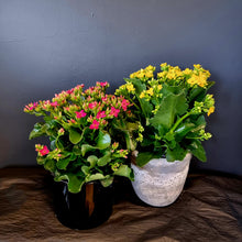 Load image into Gallery viewer, Kalanchoe
