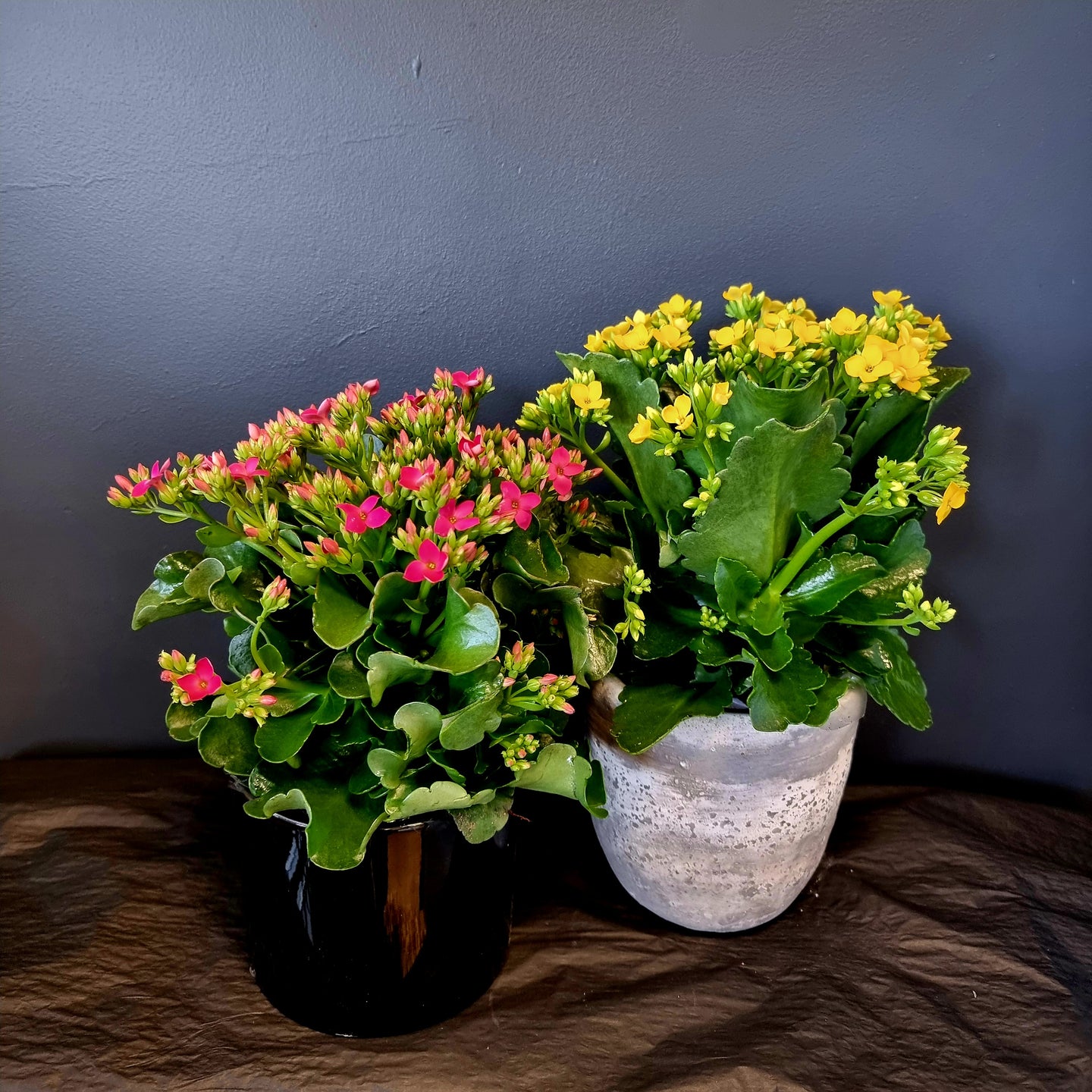 Kalanchoe