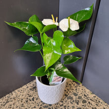 Load image into Gallery viewer, White Samora Anthurium Plant in Ceramic Pot - Blanc Flowers
