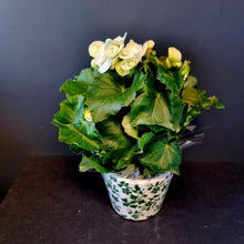 Load image into Gallery viewer, Begonia Plants
