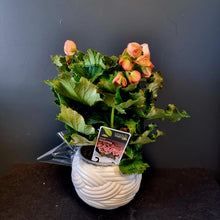 Load image into Gallery viewer, Begonia Plants
