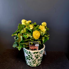 Load image into Gallery viewer, Begonia Plants
