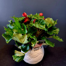 Load image into Gallery viewer, Begonia Plants
