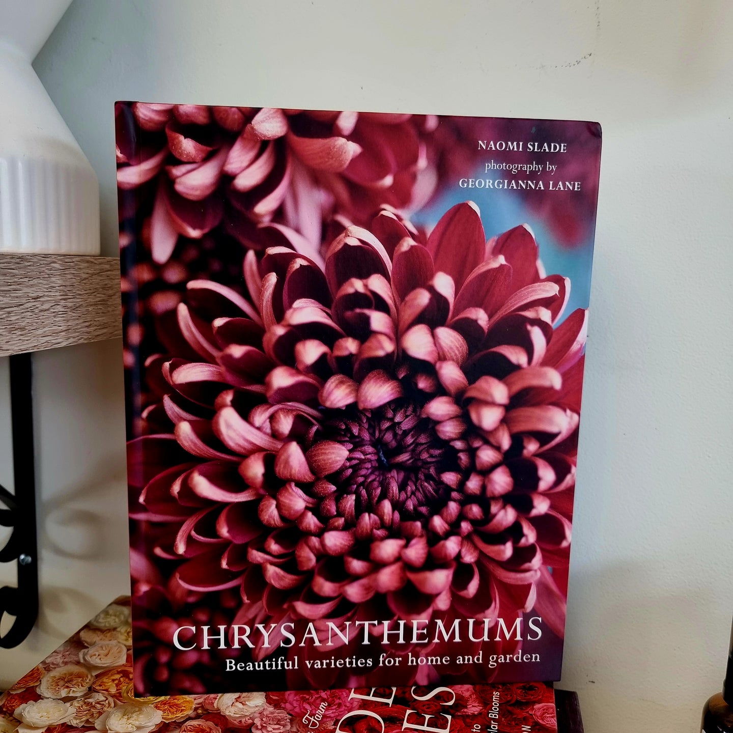Chrysanthemums - Naomi Slade