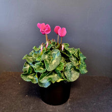 Load image into Gallery viewer, Cyclamen
