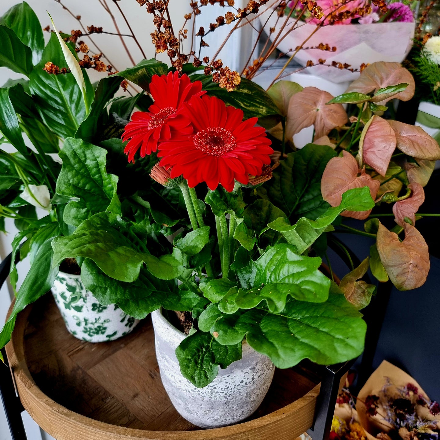Red Gerbera Plant in Pot