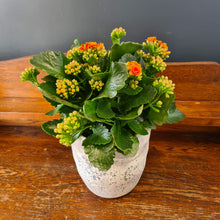 Load image into Gallery viewer, Kalanchoe
