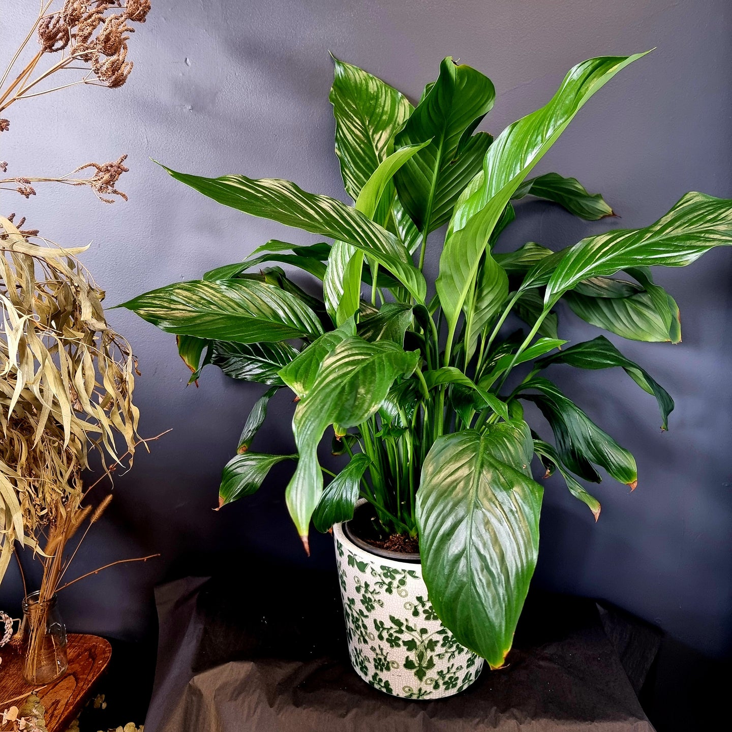Peace Lily in pot