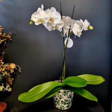 Load image into Gallery viewer, Moth (Phalaenopsis) orchids
