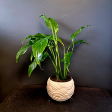 Load image into Gallery viewer, Peace Lily in pot
