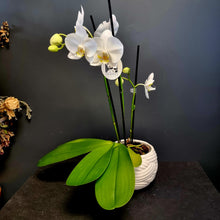 Load image into Gallery viewer, Moth (Phalaenopsis) orchids
