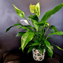 Load image into Gallery viewer, Peace Lily in pot
