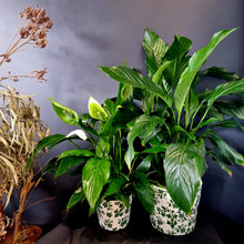 Load image into Gallery viewer, Peace Lily in pot
