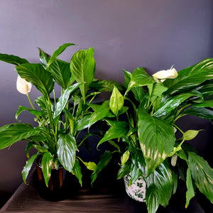 Peace Lily in pot