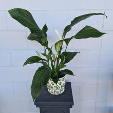 Load image into Gallery viewer, Large Peace Lily
