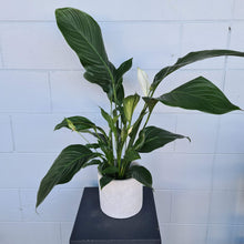 Load image into Gallery viewer, Large Peace Lily
