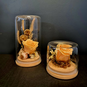 Preserved Rose Domes