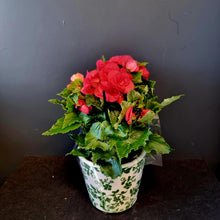 Load image into Gallery viewer, Begonia Plants
