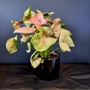 Syngonium Plant