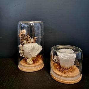 Preserved Rose Domes