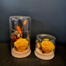 Load image into Gallery viewer, Preserved Rose Domes
