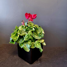 Load image into Gallery viewer, Cyclamen
