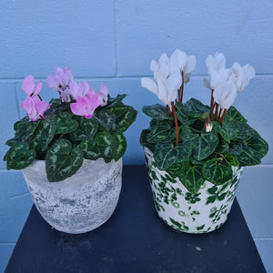 Two Cyclamen plants, one with white flowers the other pink flowers in planters