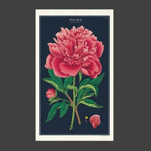 Load image into Gallery viewer, Cotton Tea Towel with large pink peony image on dark blue background
