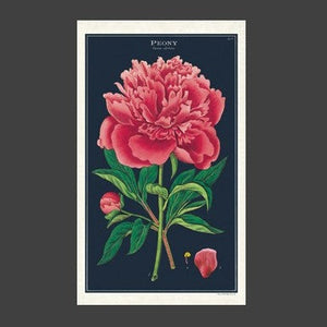 Cotton Tea Towel with large pink peony image on dark blue background